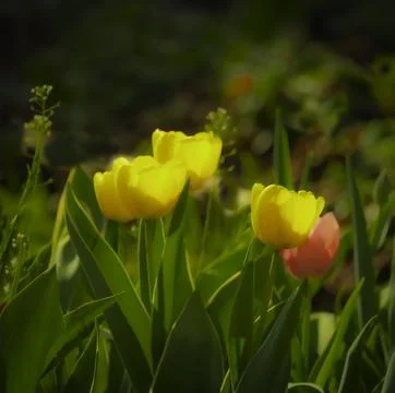Tulips bloom in the spring garden Stock Photos