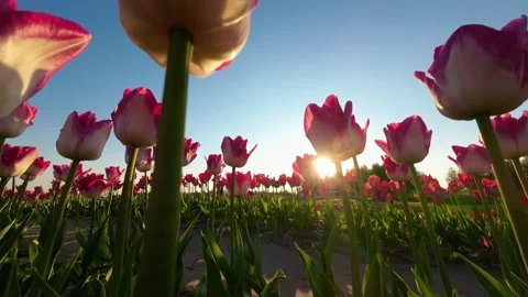 Tulips in Bloom with a Sunset Backdrop: UHD Video Stock Footage 249105541