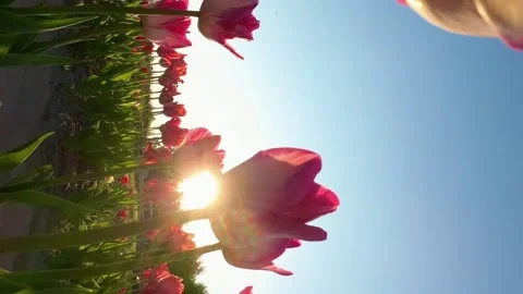 Tulips in Bloom with a Sunset Backdrop: A Vertical Video Vídeos de archivo 251468767
