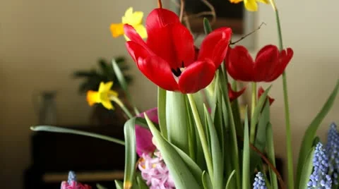 Tulips Bloom TIme Lapse Stock Footage