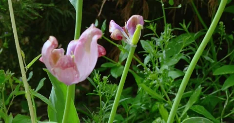 Tulips bloomed in the garden left only stems without petals Stock Footage 195711543