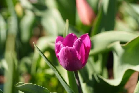 Tulips blooming Stock-Fotos