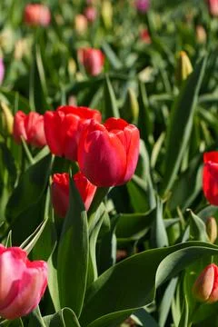 Tulips blooming Stock-Fotos