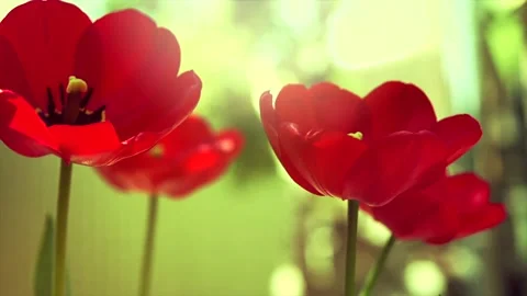 Tulips blooming in spring garden. Beautiful red tulip flowers blooming Stock Footage 155655352