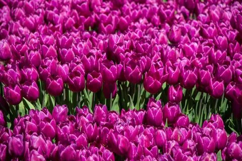Tulips Blooming in Spring Foto stock