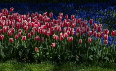 Tulips Blooming in Spring Stock Photos