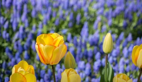 Tulips Blooming in Spring Stock Photos