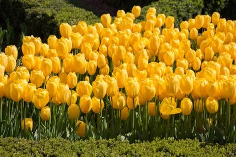 Tulips Blooming in Spring Stock Photos