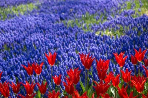 Tulips Blooming in Spring Stock Photos