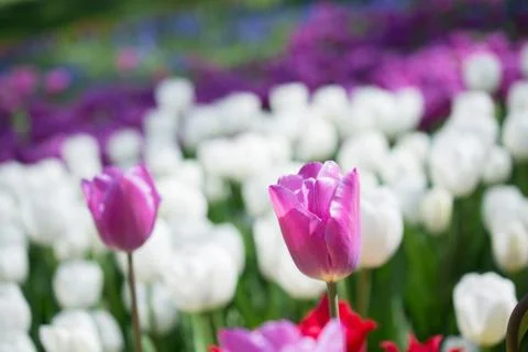 Tulips Blooming in Spring Foto stock