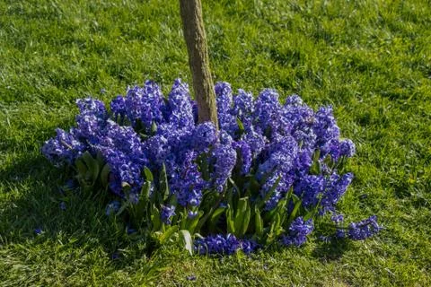Tulips Blooming in Spring Stock Photos
