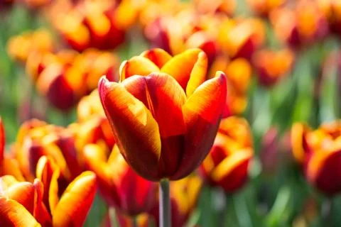 Tulips Blooming in Spring Fotos de archivo