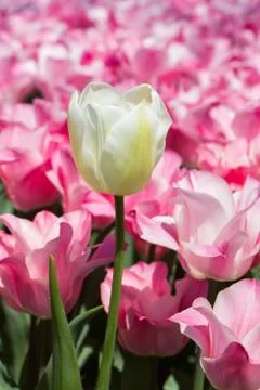 Tulips Blooming in Spring Foto stock