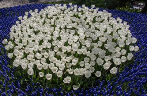 Tulips Blooming in Spring Stock Photos