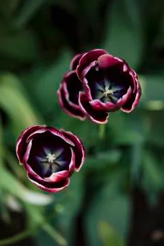 Tulips Blooming in Spring Foto stock