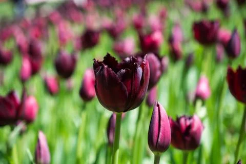 Tulips Blooming in Spring Foto stock