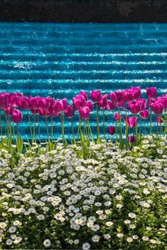 Tulips Blooming in Spring Stock Photos