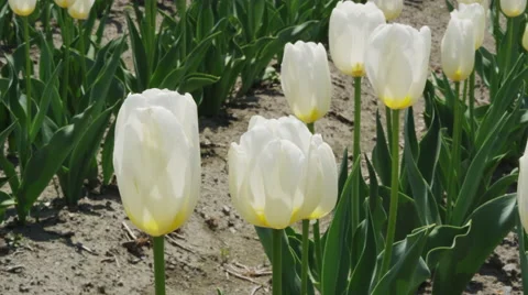 Tulips blooming in Springtime Stock Footage 45009526