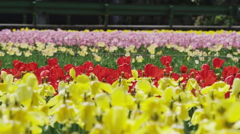Tulips blooming in Springtime Stock Footage 45009673