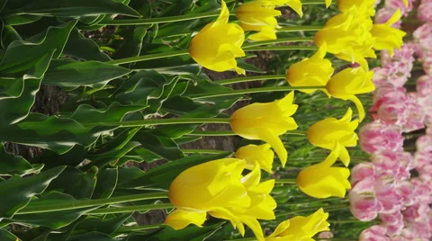 Tulips blooming in Springtime Stock Footage 45010758