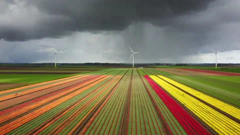 Tulips blossoming during a springtime storm Stock Footage 152256238