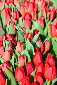 Tulips blossoming Stock Photos