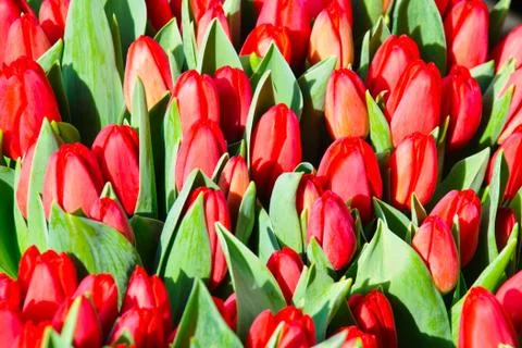 Tulips blossoming Foto stock
