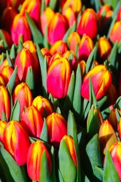 Tulips blossoming Stock Photos