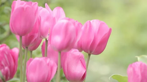 Tulips blowing in the wind Stock Footage 38845238