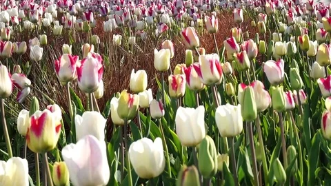 Tulips Blowing In The Wind Stock Footage 72512395