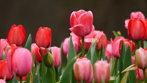 Tulips blowing in the wind. Stock Footage 126291602