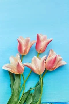 Tulips on blue background Stock Photos
