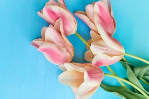Tulips on blue background top view Stock Photos