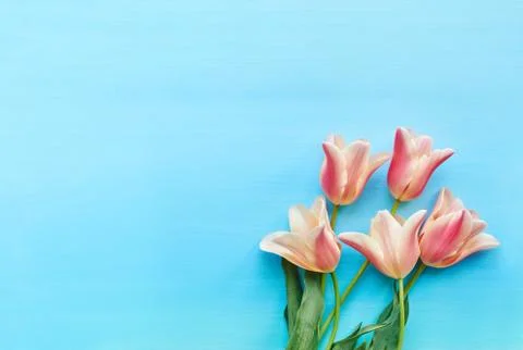 Tulips on blue background top view Stock Photos