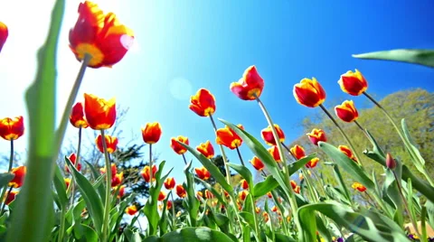 Tulips with blue sky Vidéo 49212804