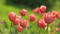The tulips in the botanical garden HD Footage