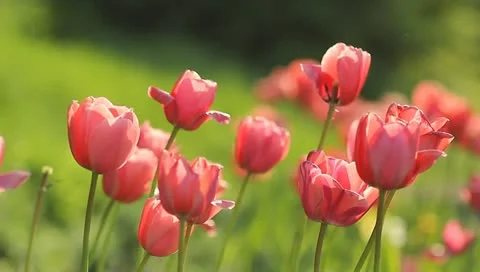 The tulips in the botanical garden Vídeo Stock 10915412