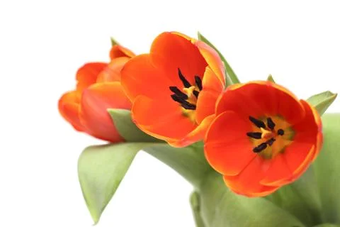 Tulips bouquet Stock Photos