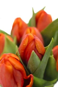 Tulips bouquet Stock Photos
