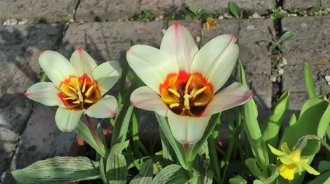 Tulips bright spring flowers blowing breeze stamens Stock Footage 48972005