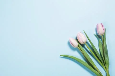 Tulips on brights blue background Stock Photos