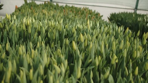 Tulips in the bud development stage. Annual flower seedlings in the greenhouse Stock Footage 301523542