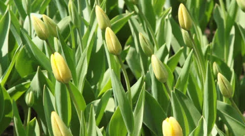 Tulip's bud Stock Footage 25090823