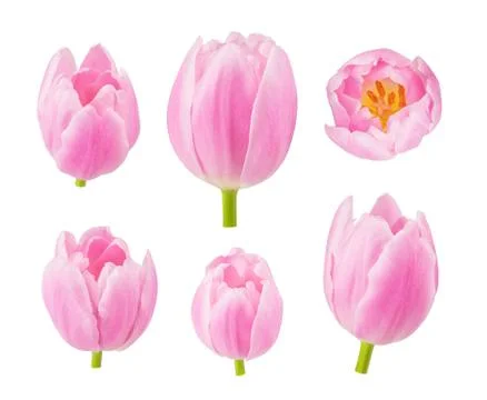 Tulips buds in different camera angles isolated on white background Stock Photos