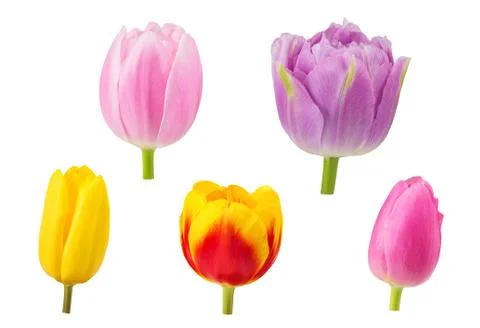 Tulips buds in different camera angles  elements for design collage, front vi Stock Photos
