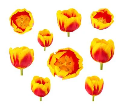 Tulips buds in different camera angles isolated on white background Foto stock