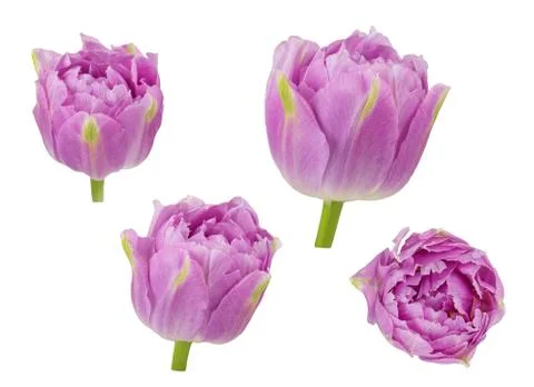 Tulips buds in different camera angles elements for design collage Stock Photos