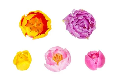 Tulips buds in different camera angles isolated on white background 스톡 사진