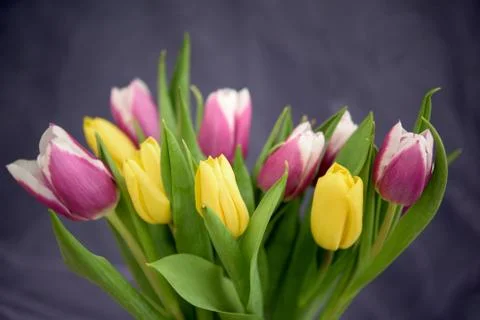 Tulips in a bunch Stock Photos