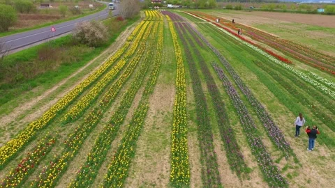 Tulips in the Carpathian region Video stock 170797053